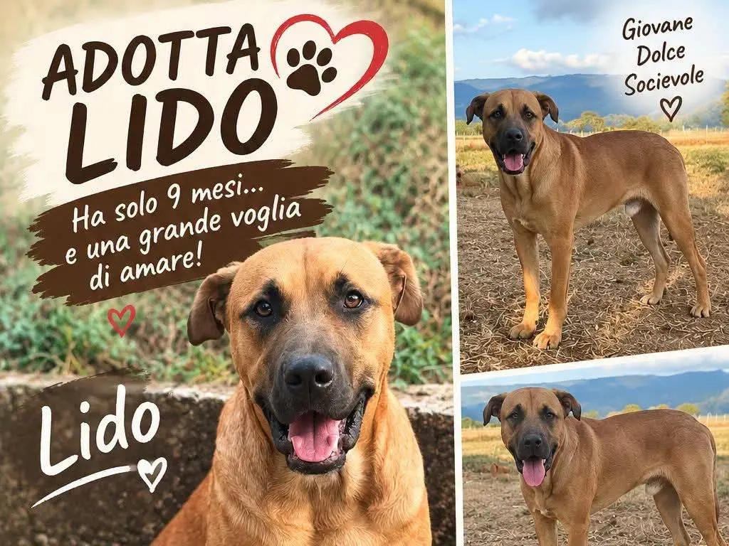 Adozione cane, maschio, Razza sconosciuta Razza sconosciuta, 10 mesi, taglia gigante, Vibo