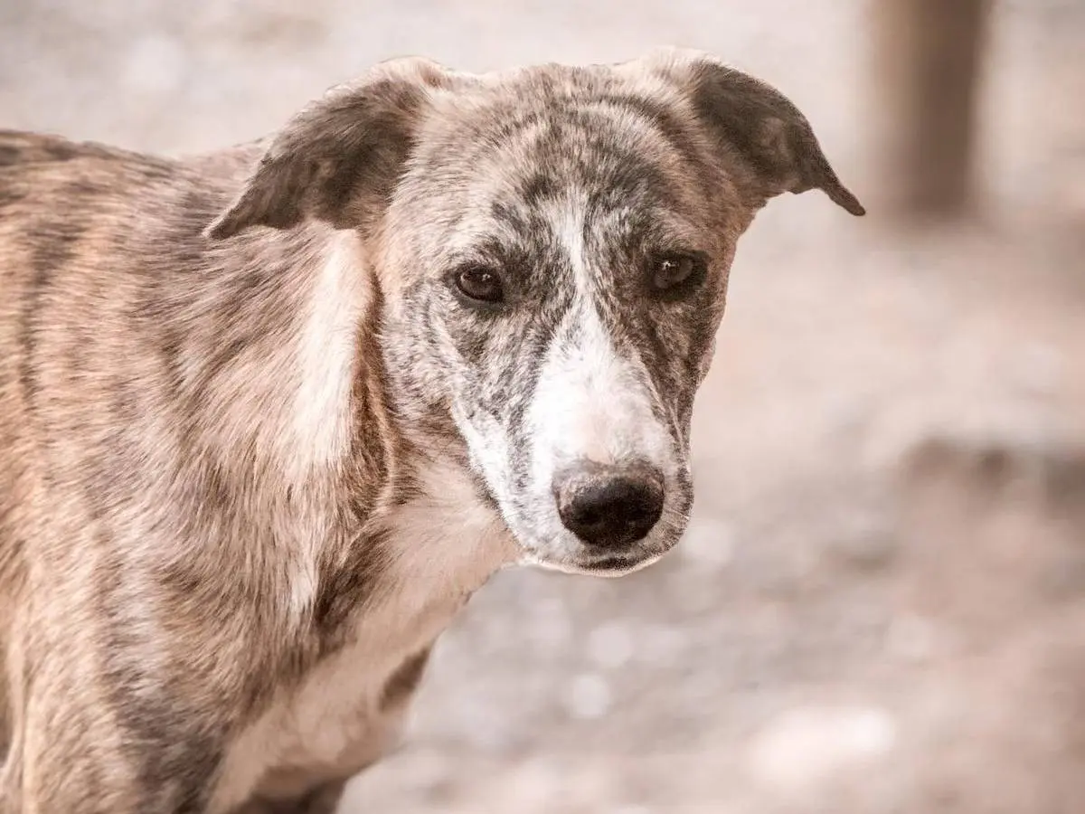 Adotta un cane, femmina, 1 anno e 11 mesi, Crotone
