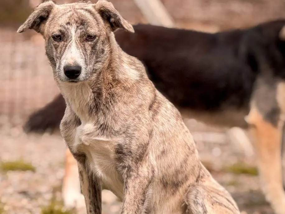 Adozione cane, femmina, Razza sconosciuta Razza sconosciuta, 1 anno e 11 mesi, taglia media contenuta, Crotone
