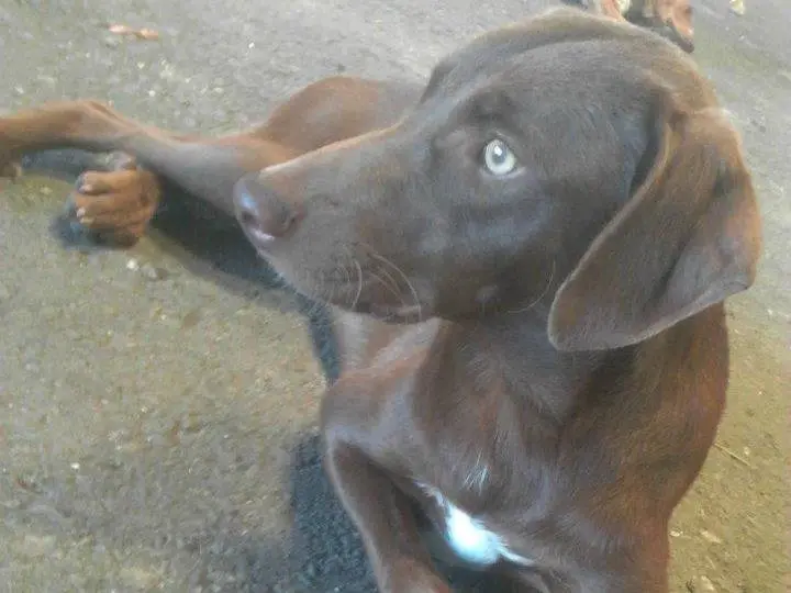 Adotta un cane, maschio, 14 anni e 8 mesi, Messina