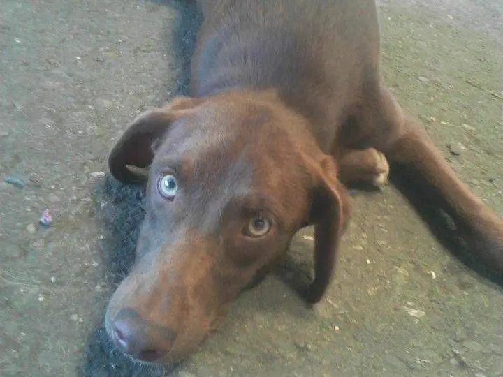 Adozione cane, maschio, meticcio, 14 anni e 8 mesi, taglia media, Messina