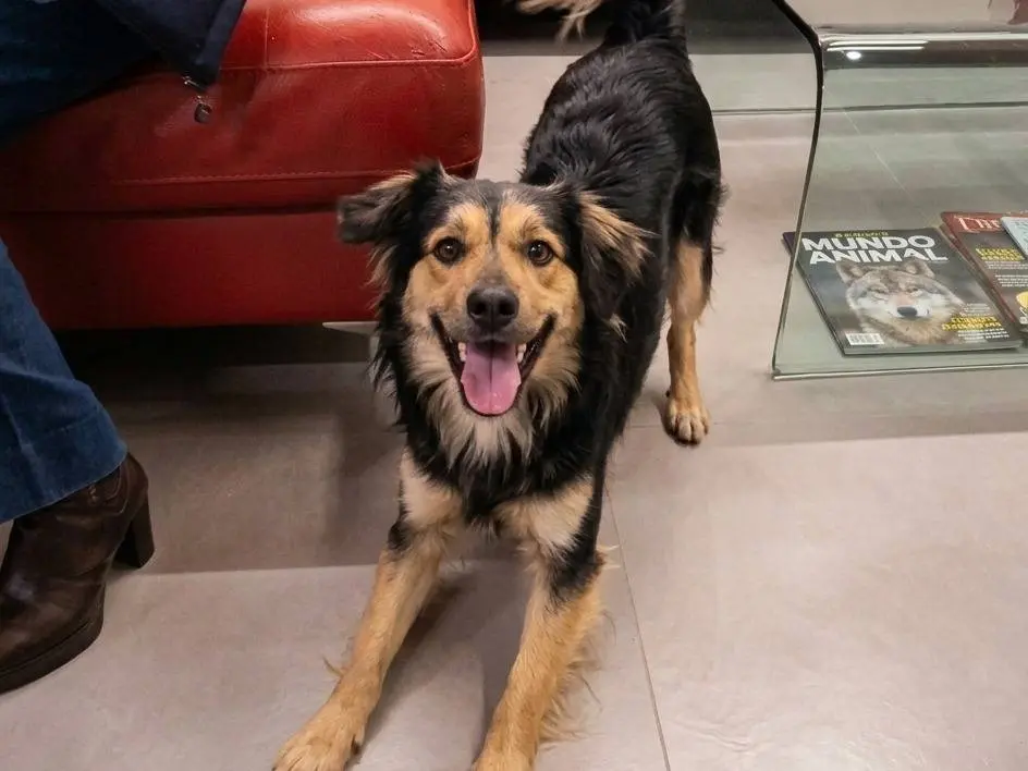 Adozione cane, maschio, Razza sconosciuta Razza sconosciuta, 3 anni e 8 mesi, taglia media contenuta, Siena