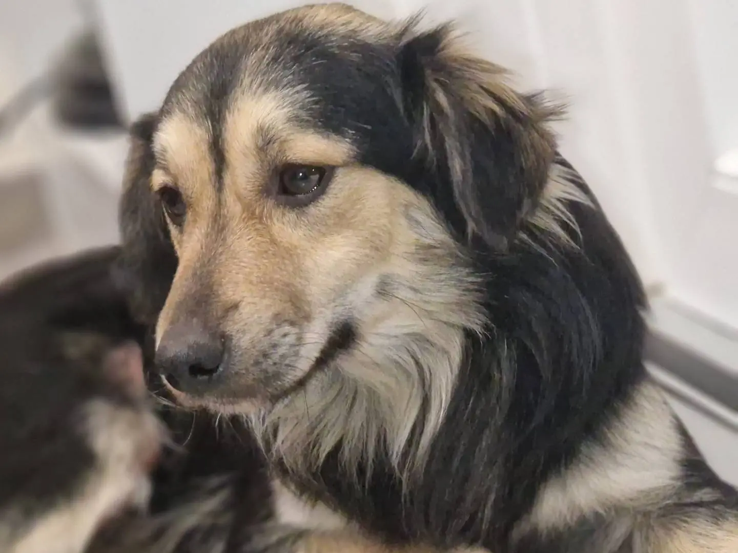 Vuoi adottare un cane a Siena?