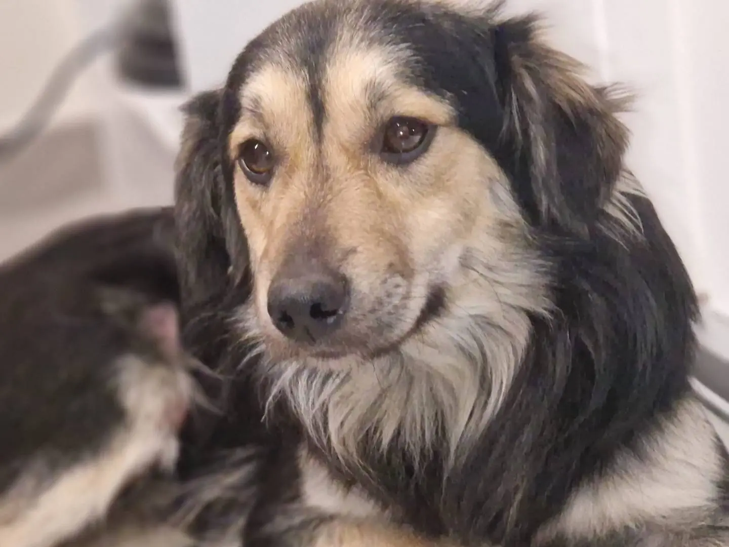 Adotta un cane, taglia media contenuta, maschio, Siena