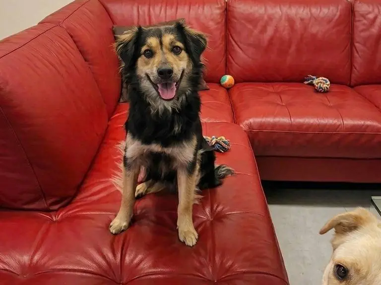 Adotta un cane, maschio, 3 anni e 8 mesi, Siena