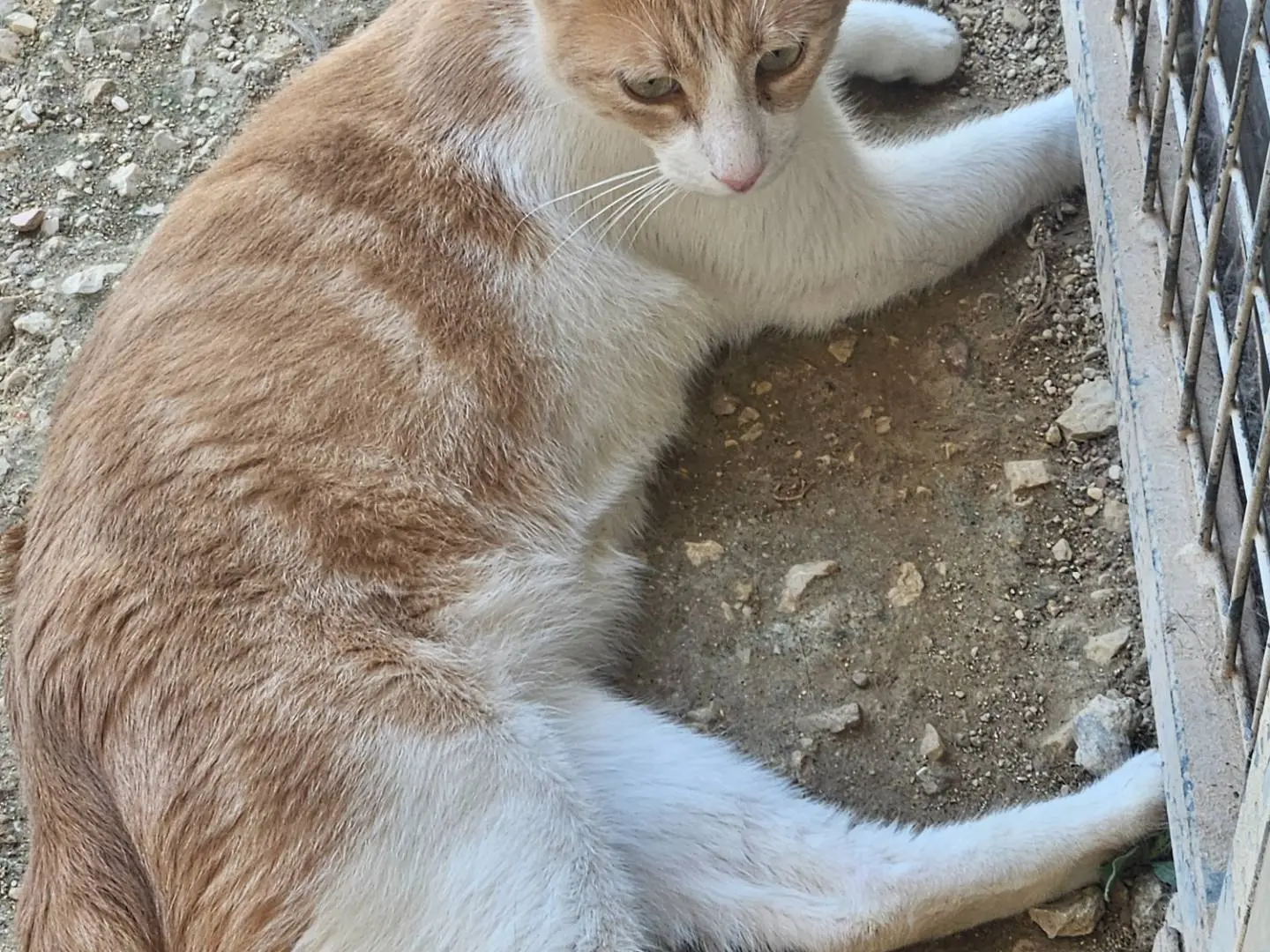 Foto 3 dell'animale