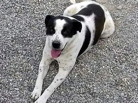 Adotta un cane, maschio, 9 anni e 3 mesi, Crotone