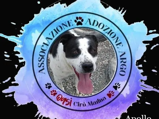 Adozione cane, maschio, Pitbull Razza sconosciuta, 9 anni e 3 mesi, taglia media, Crotone