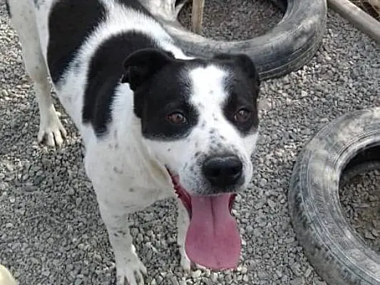 Vuoi adottare un cane a Crotone?
