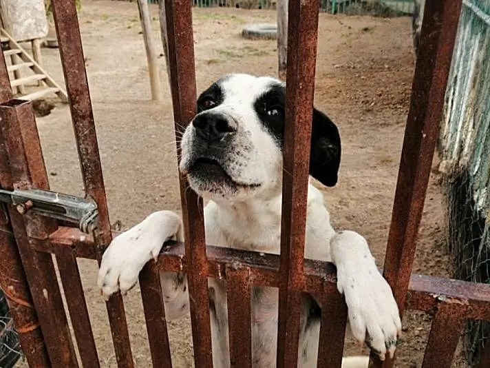 Adotta un cane, taglia media, maschio, Crotone