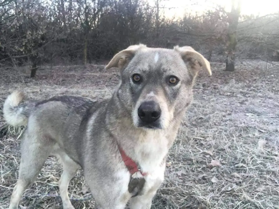 Adotta un cane, maschio, 9 anni e 5 mesi, Milano