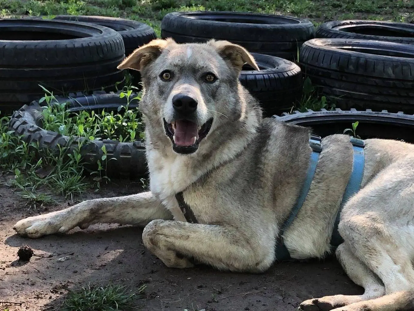Adozione cane, maschio, Siberian Husky Razza sconosciuta, 9 anni e 5 mesi, taglia grande, Milano