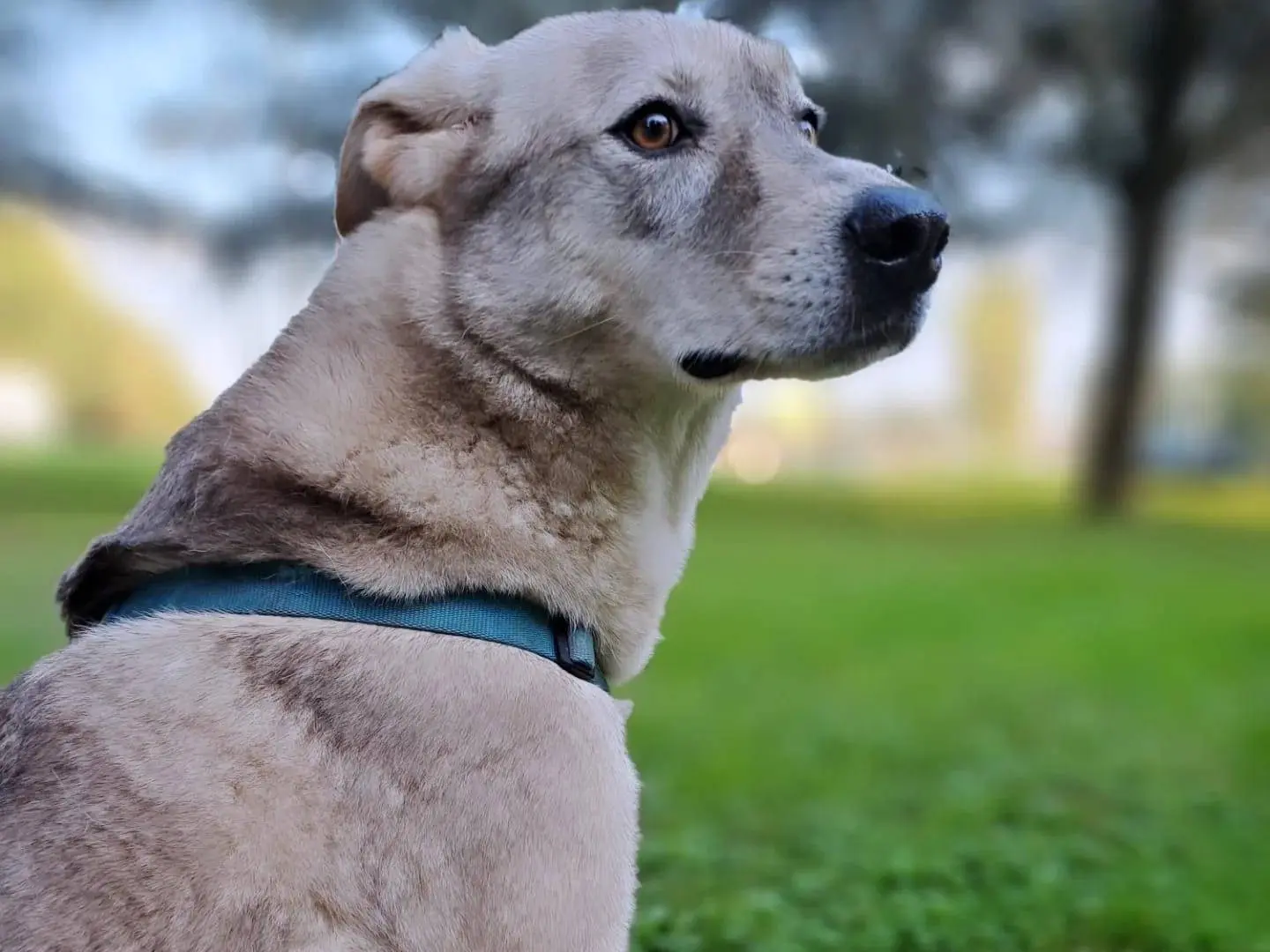 Vuoi adottare un cane a Milano?