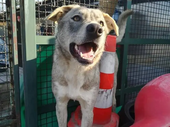 Adotta il cane King a Milano