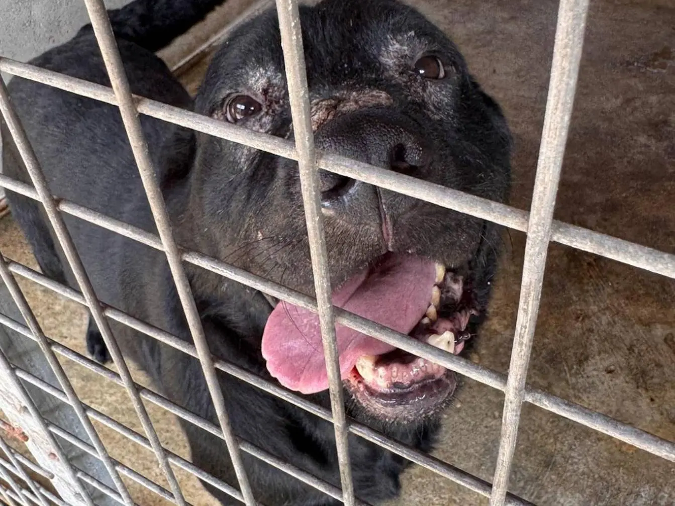 Adozione cane, maschio, Corso Razza sconosciuta, 6 anni e 3 mesi, taglia gigante, Crotone