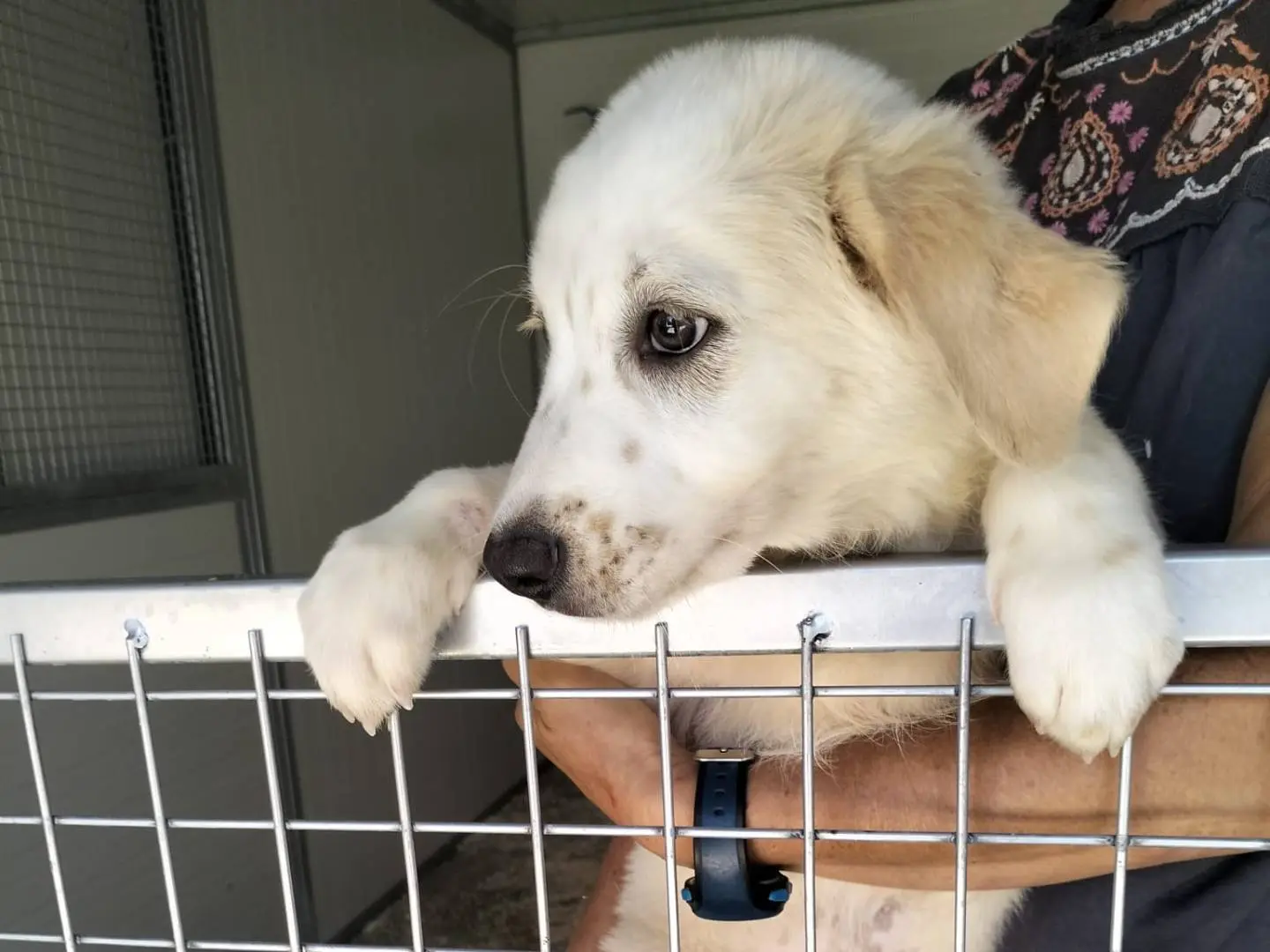 Adozione cane, femmina, Razza sconosciuta Razza sconosciuta, 4 mesi, taglia grande, Siracusa