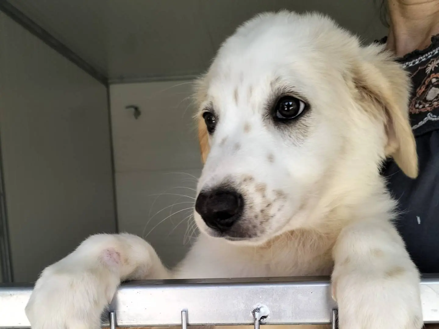 Adotta un cane, femmina, 4 mesi, Siracusa