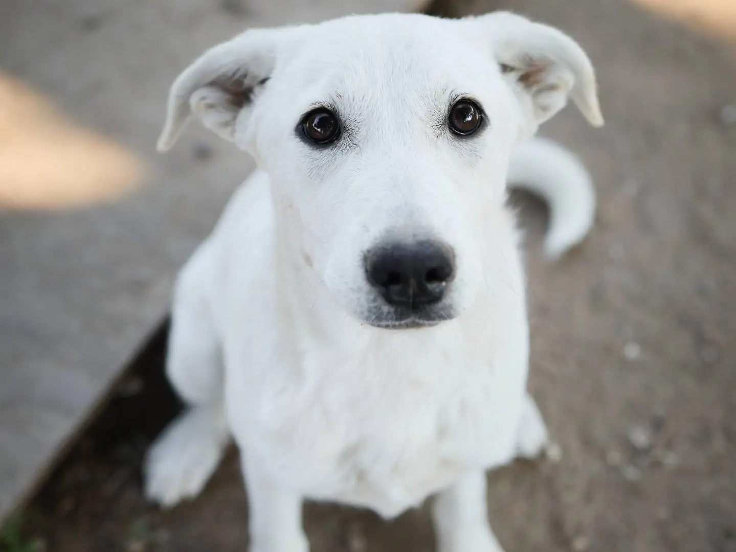 Adotta un cane, taglia media, femmina, Milano