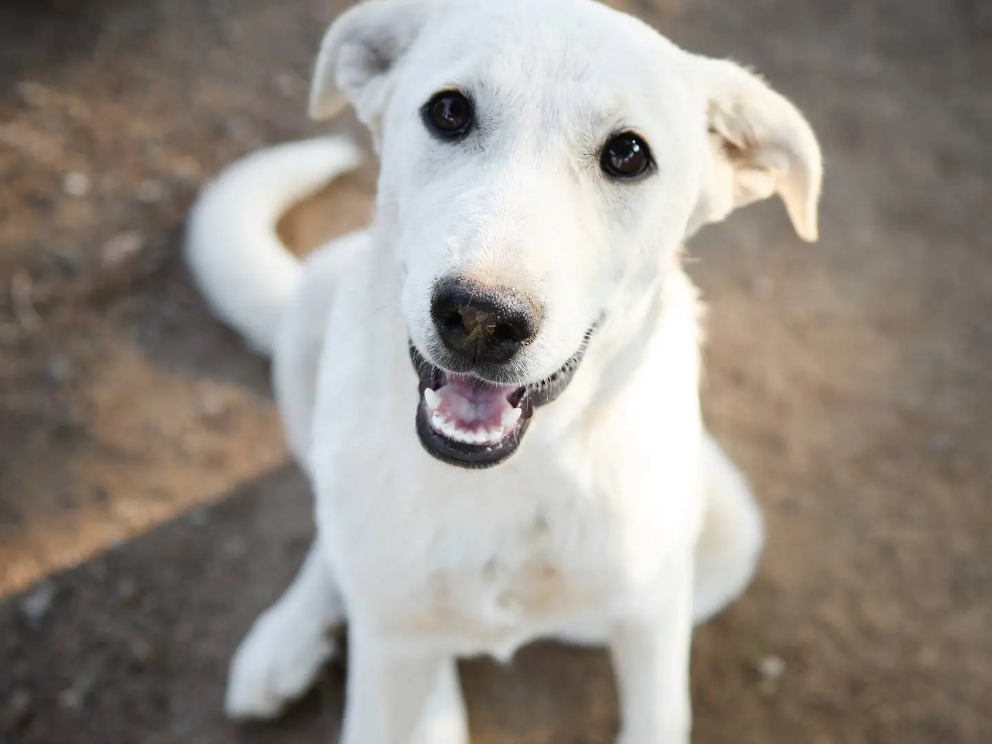 Adotta un cane, femmina, 6 mesi, Milano