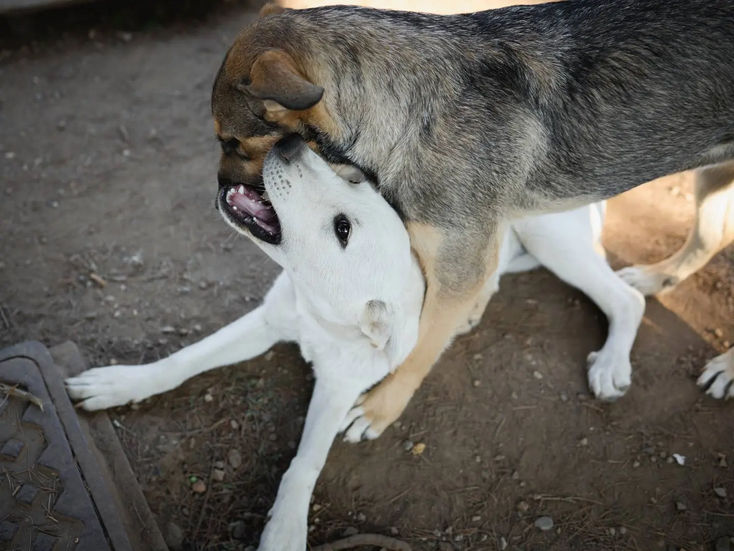 Adozione cane, femmina, Razza sconosciuta Razza sconosciuta, 6 mesi, taglia media, Milano