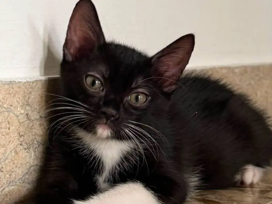 Adotta un gatto, femmina, 4 mesi, Torino