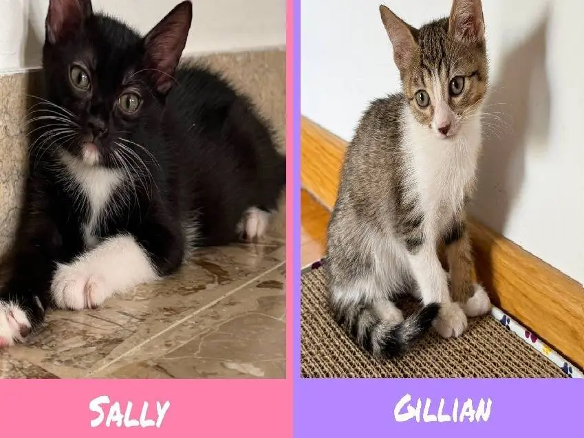 Adozione gatto, femmina, Razza sconosciuta Razza sconosciuta, 4 mesi, taglia non valida, Torino