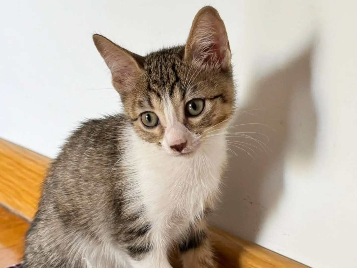 Adotta un gatto, taglia non valida, femmina, Torino