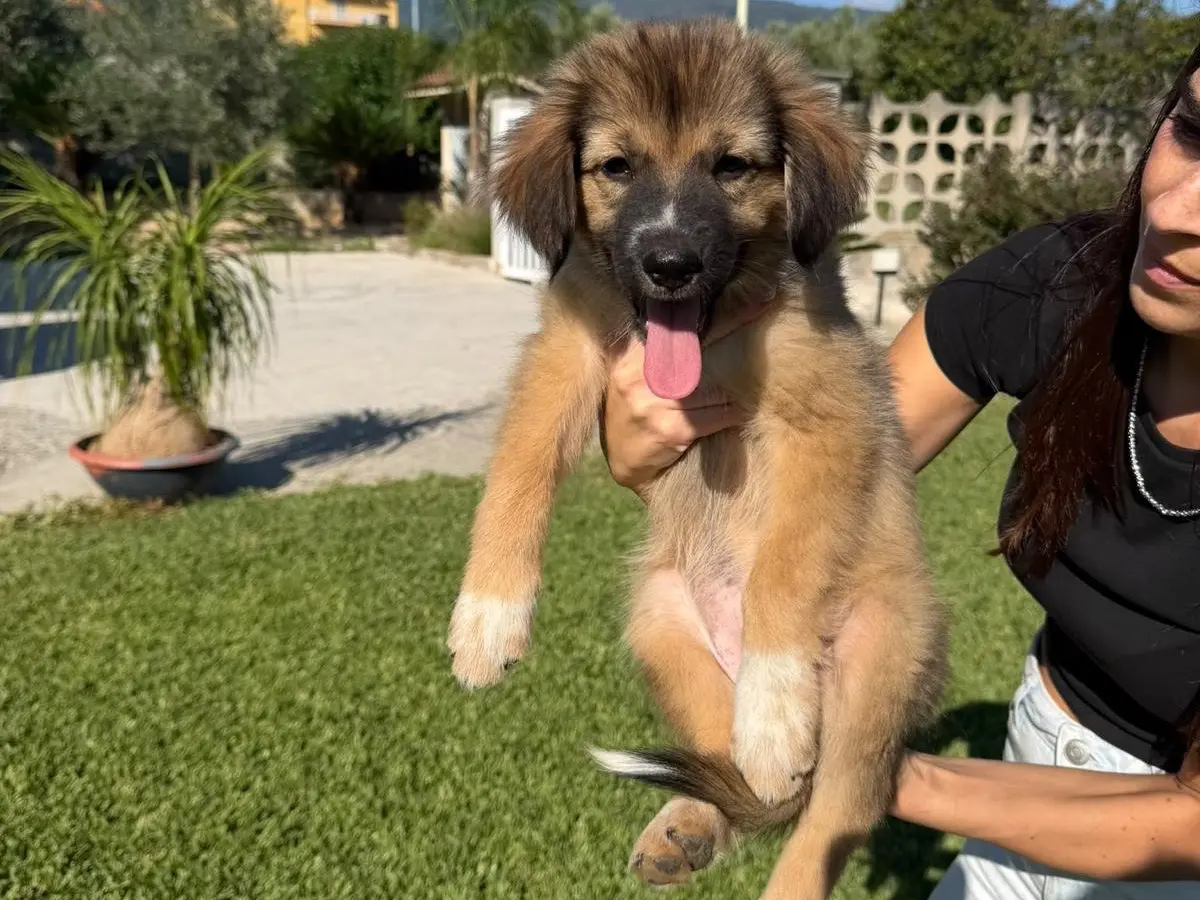 Adotta un cane, femmina, 3 mesi, Catanzaro