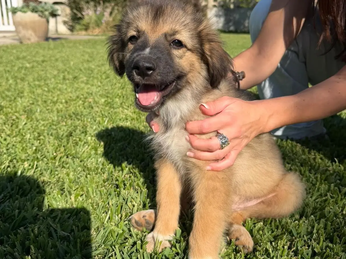 Adozione cane, femmina, Razza sconosciuta Razza sconosciuta, 3 mesi, taglia media, Catanzaro