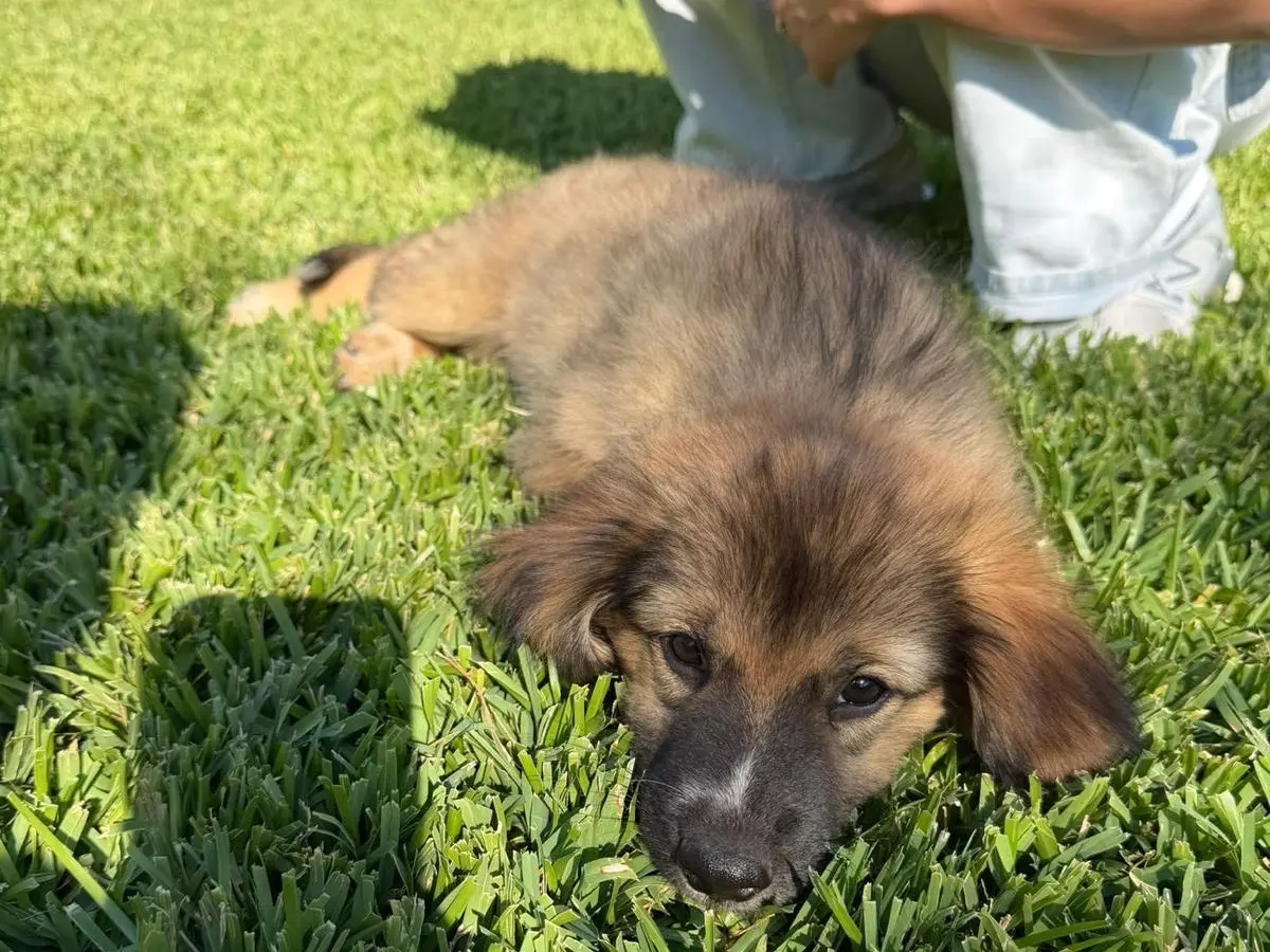 Adotta un cane, taglia media, femmina, Catanzaro