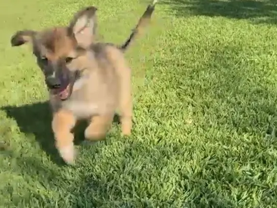 Vuoi adottare un cane a Catanzaro?