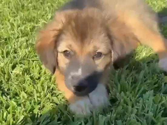 Adotta il cane Bea a Catanzaro