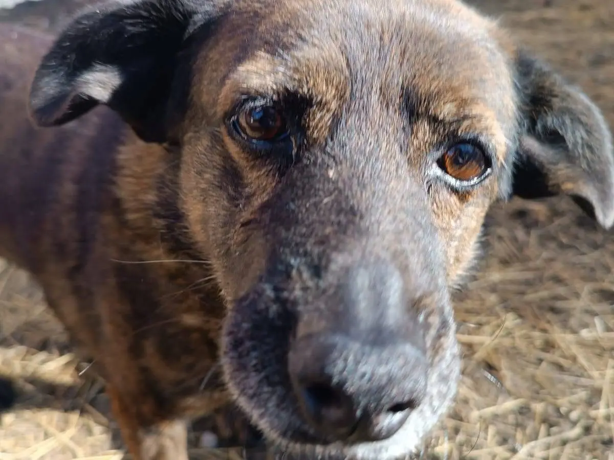 Adozione cane, femmina, Razza sconosciuta Razza sconosciuta, 12 anni e 9 mesi, taglia media contenuta, Latina