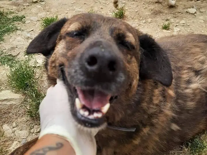 Adotta un cane, taglia media contenuta, femmina, Latina