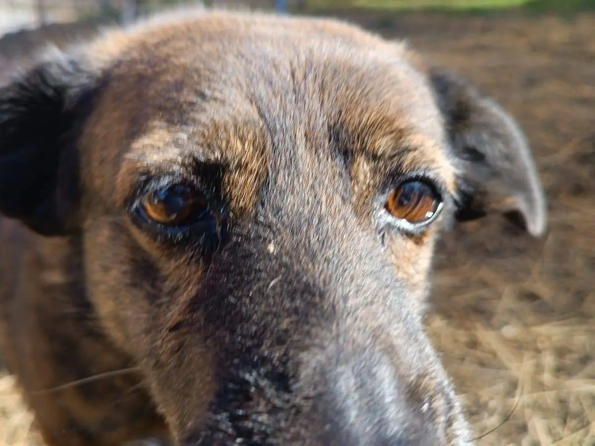 Adotta un cane, femmina, 12 anni e 9 mesi, Latina