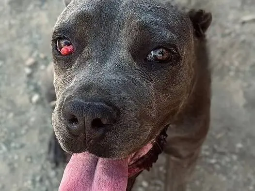 Adozione cane, femmina, Corso Razza sconosciuta, 1 anno e 10 mesi, taglia media, Crotone