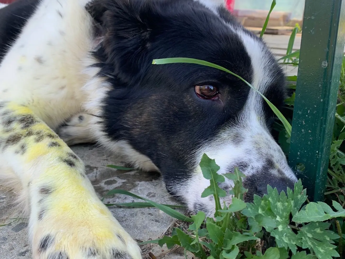Adotta un cane, taglia gigante, maschio, Firenze