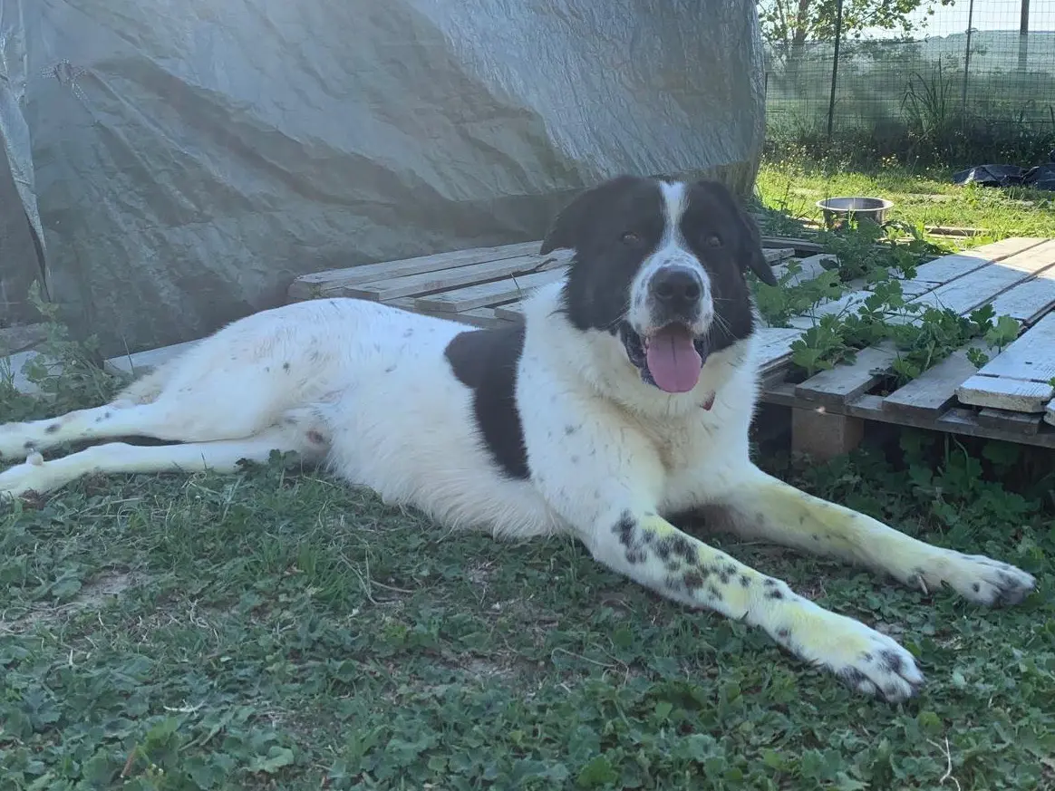 Adotta un cane, maschio, 3 anni e 2 mesi, Firenze