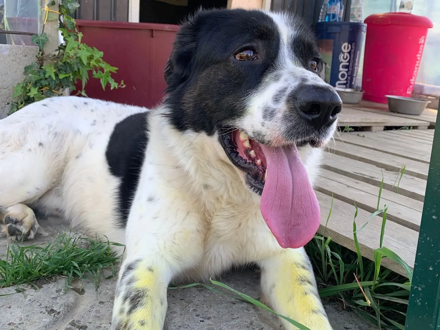 Vuoi adottare un cane a Firenze?