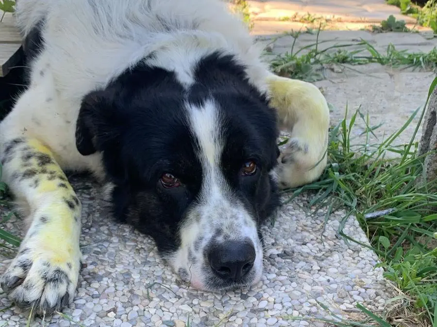 Adozione cane, maschio, Pastore maremmano Razza sconosciuta, 3 anni e 2 mesi, taglia gigante, Firenze