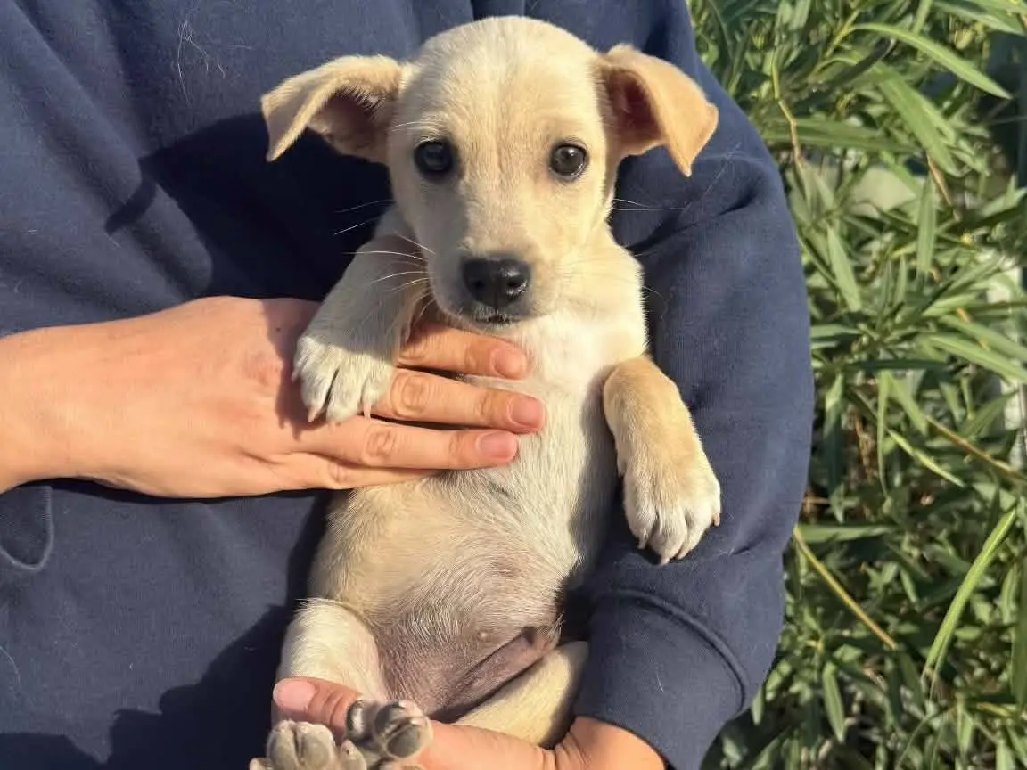Adozione cane, maschio, Razza sconosciuta Razza sconosciuta, 3 mesi, taglia piccola, Matera