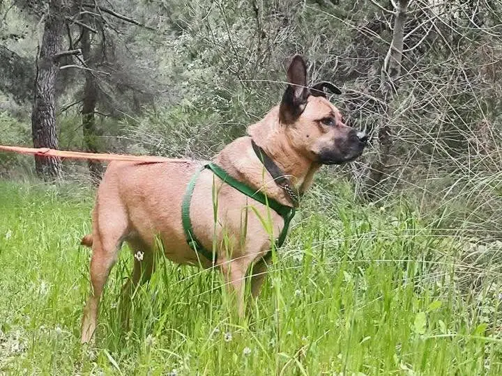 Adotta il cane Chris a Bari
