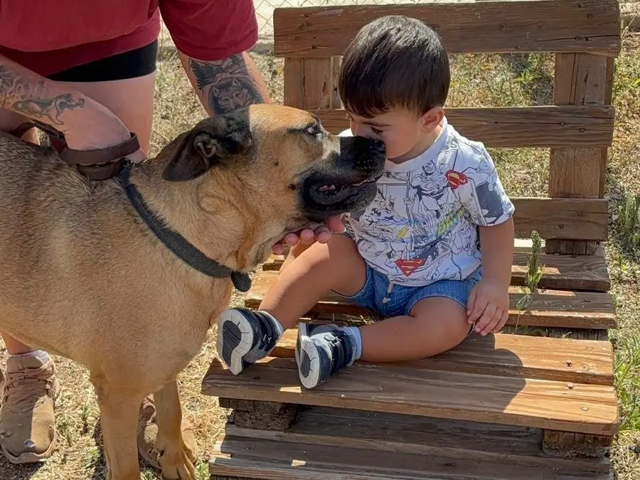 Vuoi adottare un cane a Bari?