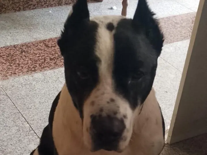 Adozione cane, maschio, Razza sconosciuta Razza sconosciuta, 6 anni e 3 mesi, taglia media, Milano