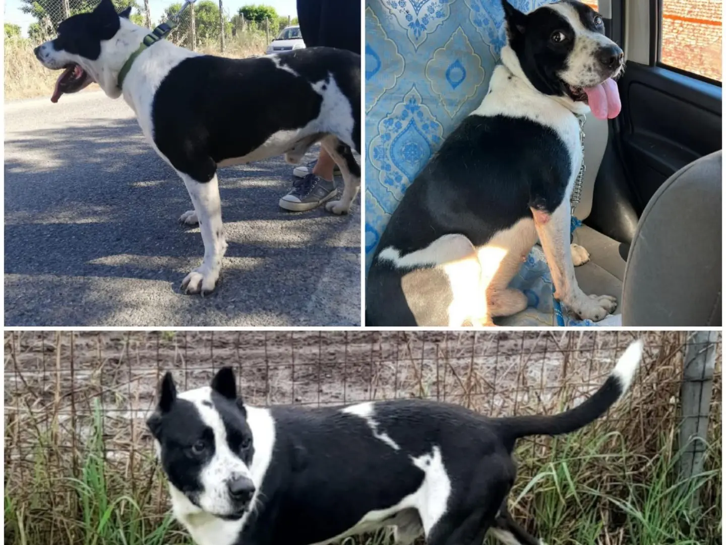 Adotta un cane, taglia media, maschio, Milano