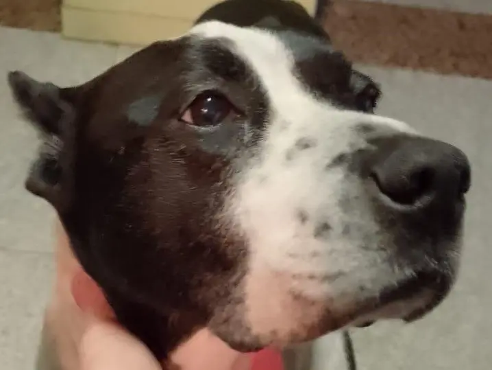 Adotta un cane, maschio, 6 anni e 3 mesi, Milano