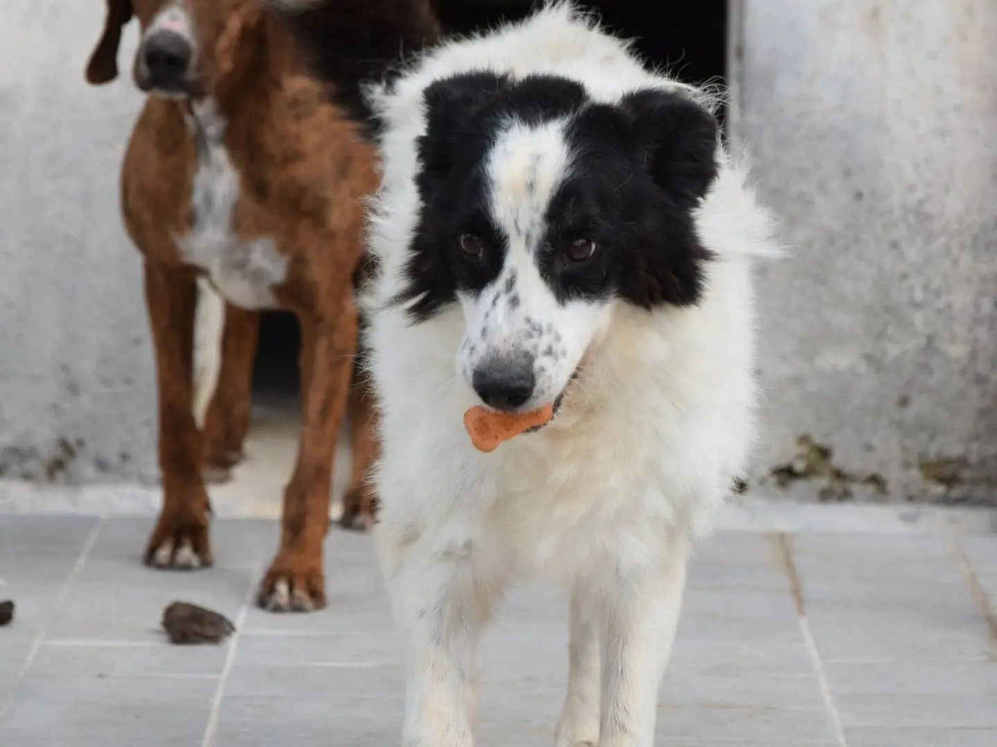 Adozione cane, maschio, Razza sconosciuta Razza sconosciuta, 13 anni e 11 mesi, taglia media, Chieti
