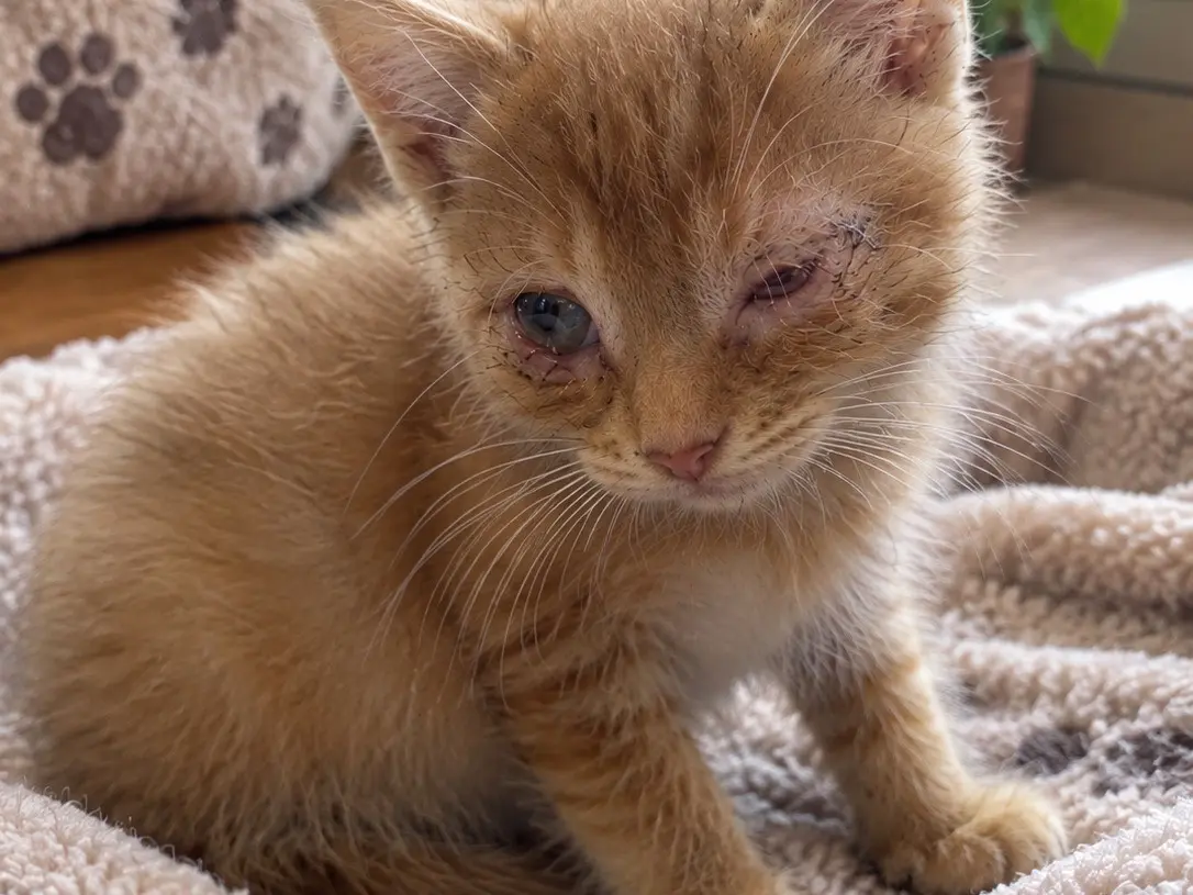 Adozione gatto, maschio, Razza sconosciuta Razza sconosciuta, 1 mese, taglia non valida, Messina