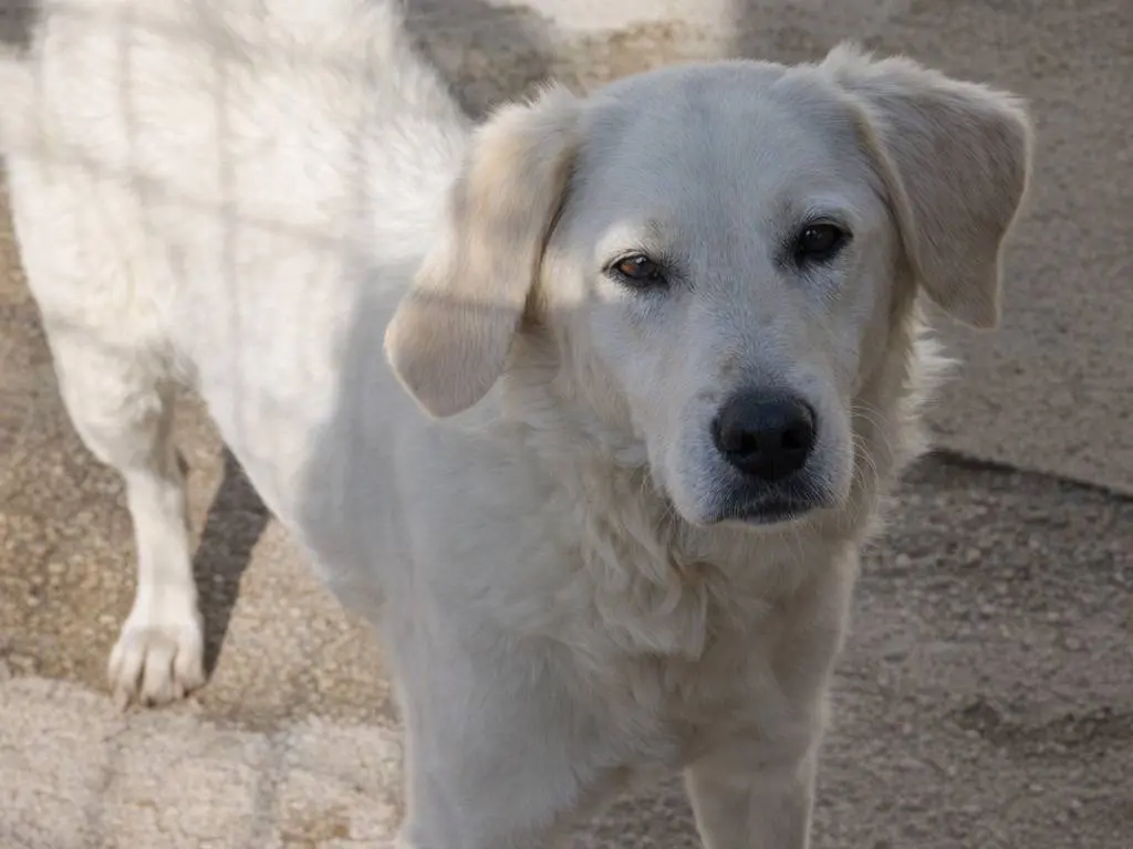 Adotta un cane, femmina, 1 anno e 3 mesi, Avellino