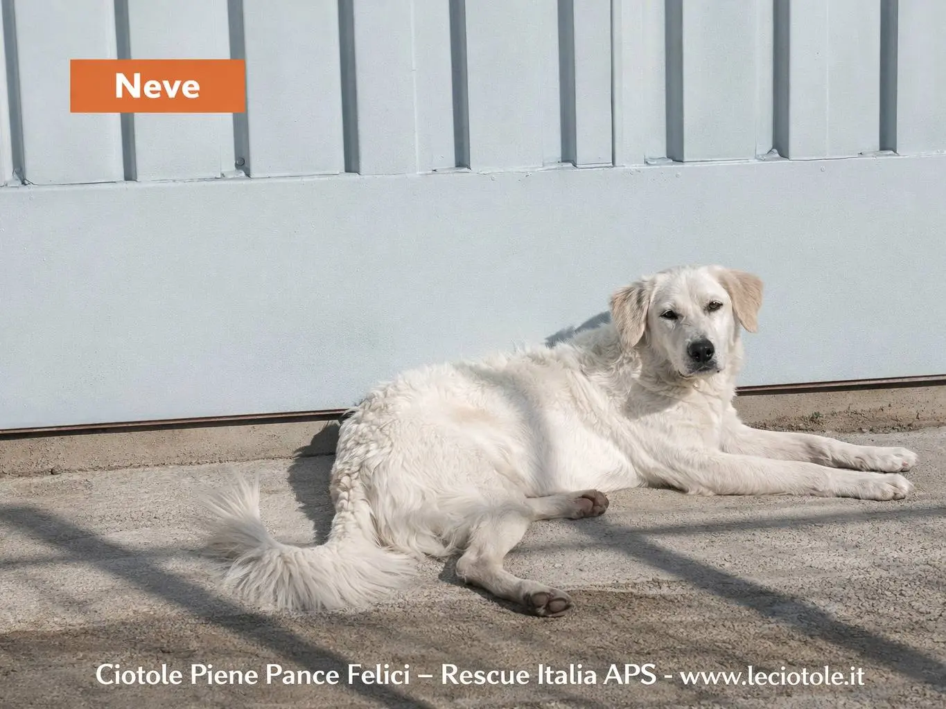 Adozione cane, femmina, Razza sconosciuta Razza sconosciuta, 1 anno e 3 mesi, taglia media, Avellino